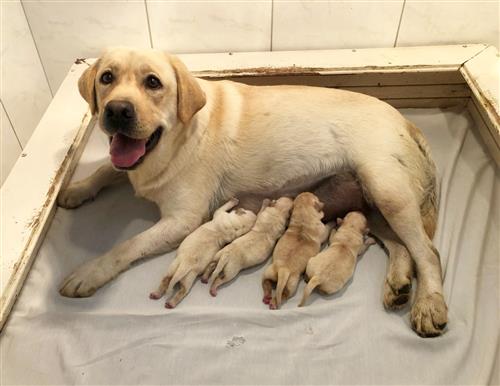 Matrizes Mônaco Labrador