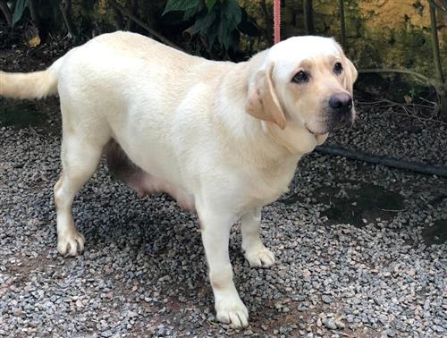 Matrizes Mônaco Labrador