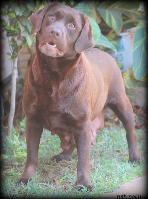 Matrizes Mônaco Labrador