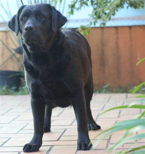 Matrizes Mônaco Labrador