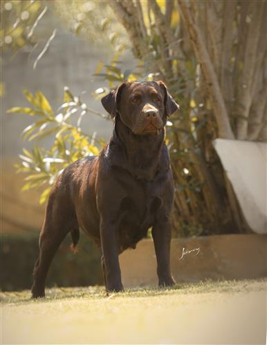 Matrizes Mônaco Labrador