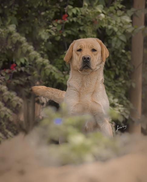 Matrizes Mônaco Labrador