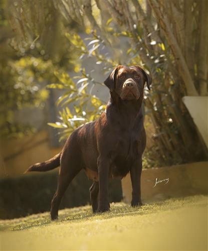 Matrizes Mônaco Labrador