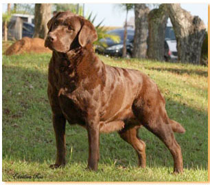 Matrizes Mônaco Labrador