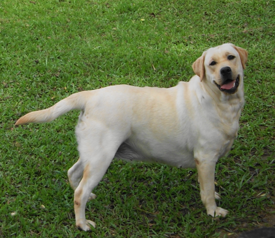 Matrizes Mônaco Labrador