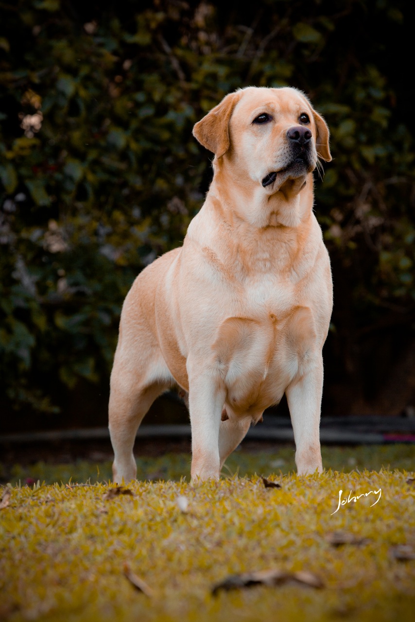 Matrizes Mônaco Labrador