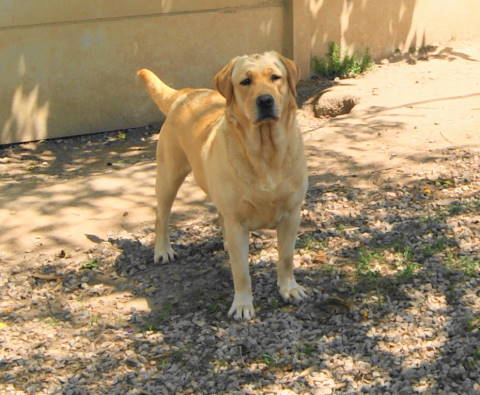 Matrizes Mônaco Labrador