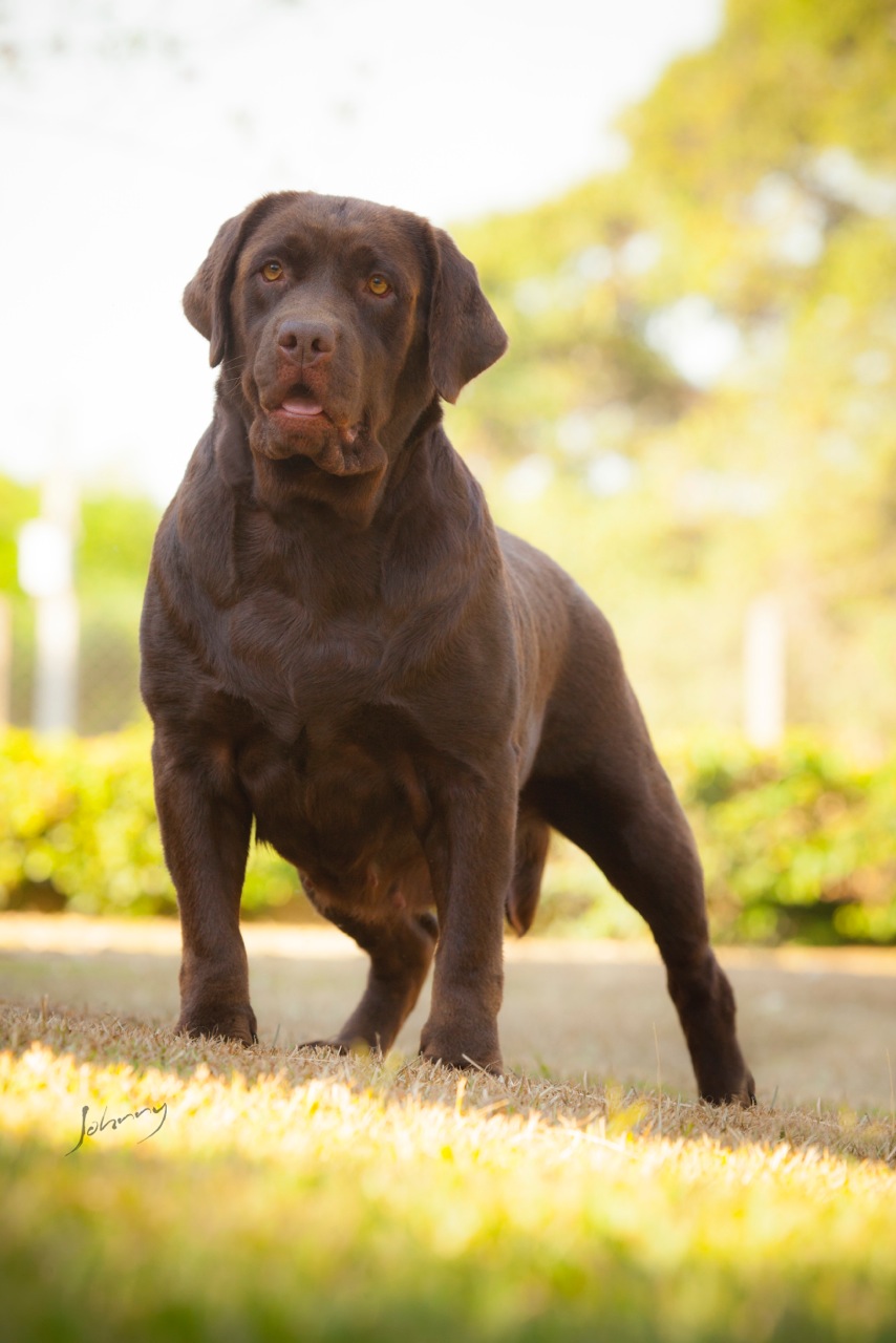 Matrizes Mônaco Labrador