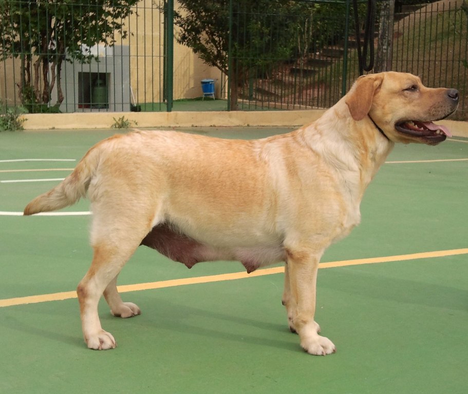 Matrizes Mônaco Labrador