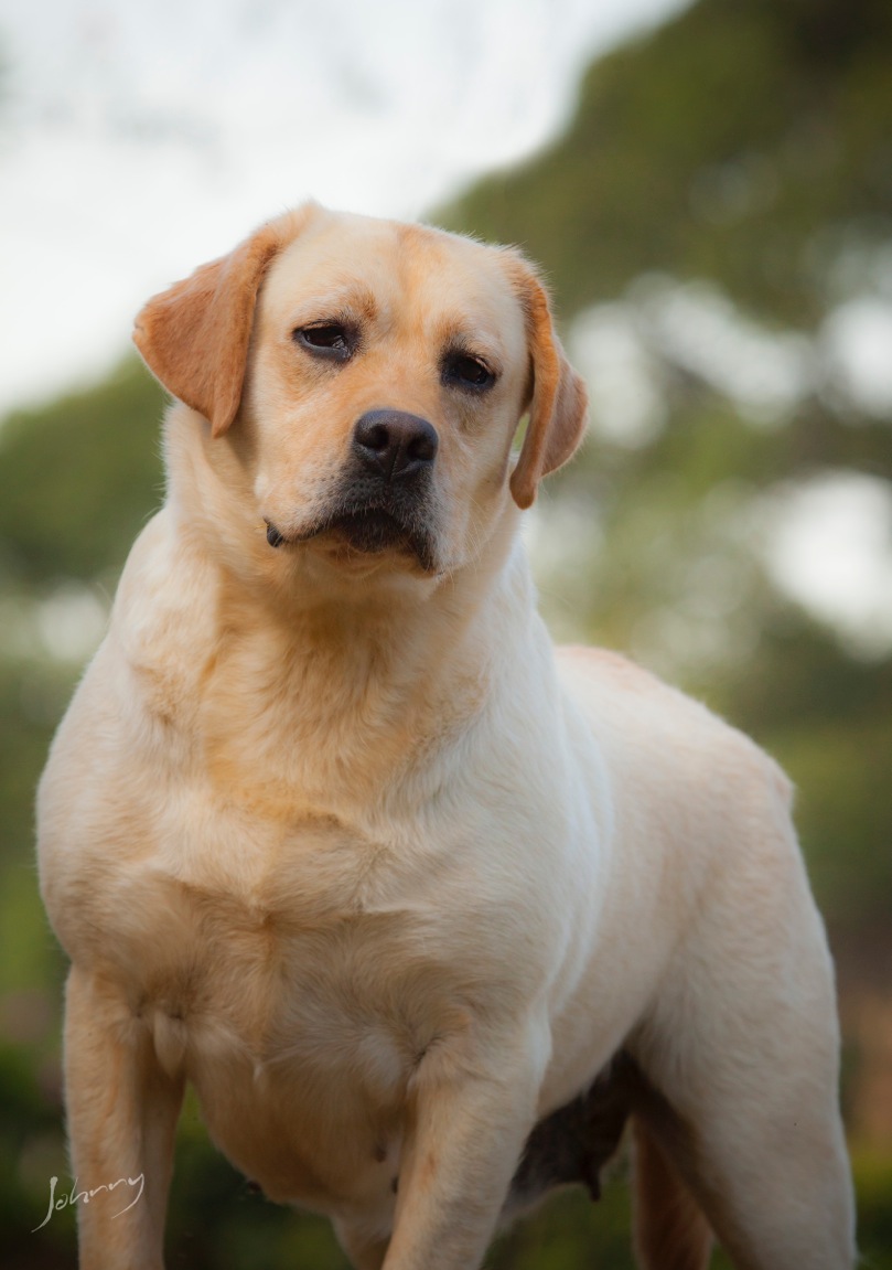 Matrizes Mônaco Labrador