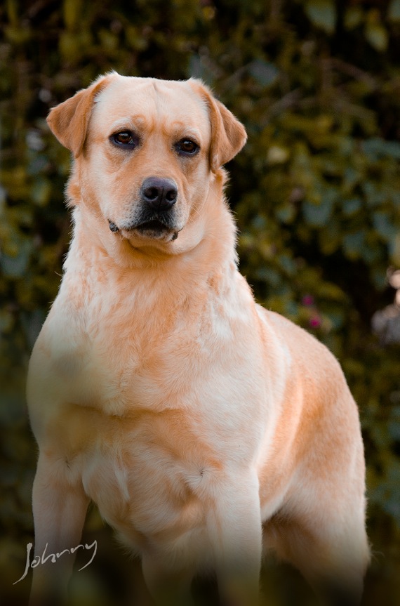 Matrizes Mônaco Labrador