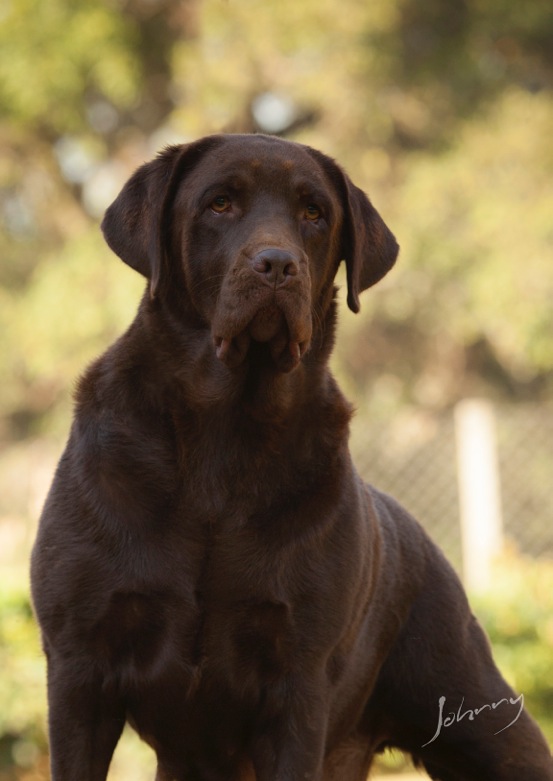 Matrizes Mônaco Labrador