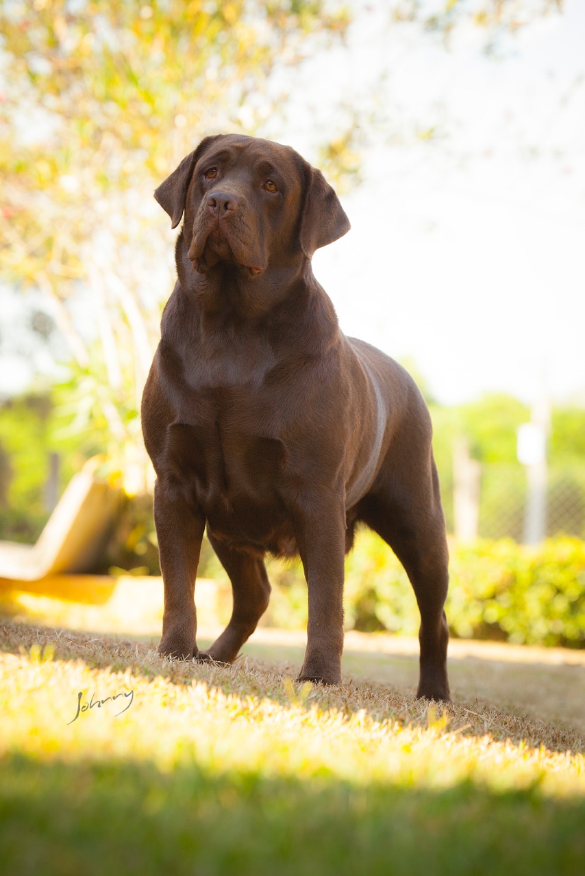 Matrizes Mônaco Labrador