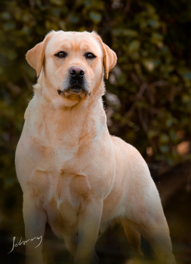 Matrizes Mônaco Labrador