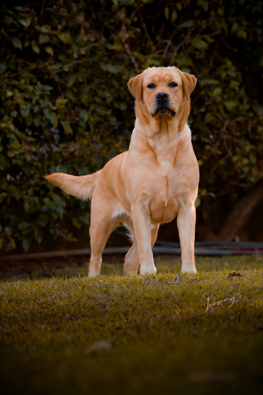 Matrizes Mônaco Labrador