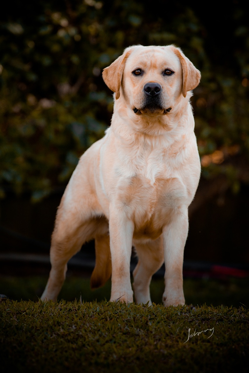 Matrizes Mônaco Labrador