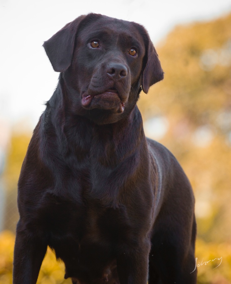 Matrizes Mônaco Labrador