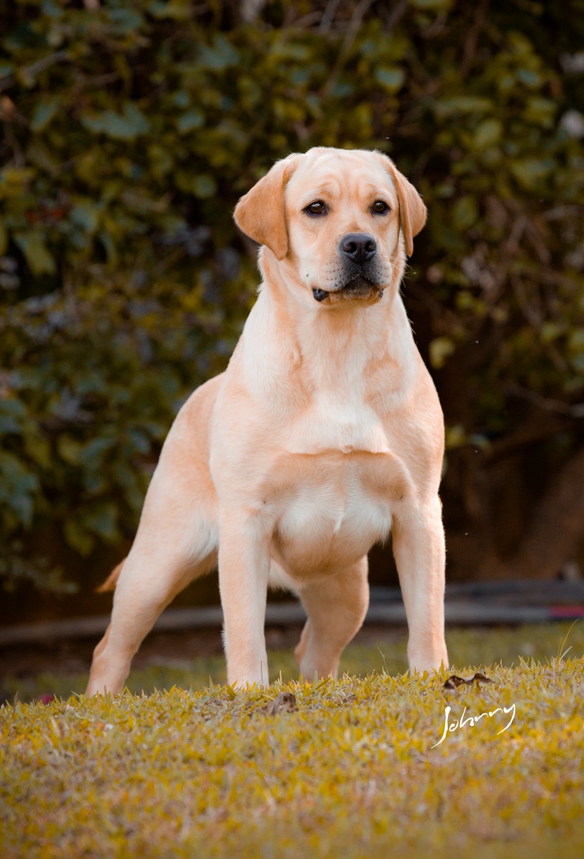 Matrizes Mônaco Labrador