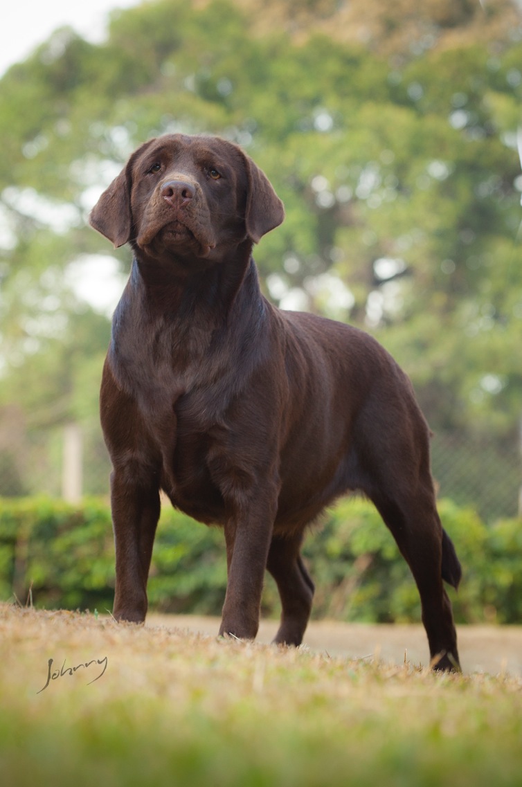 Matrizes Mônaco Labrador