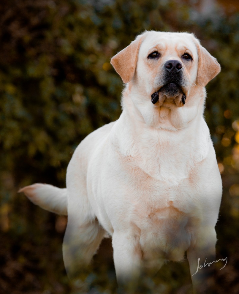 Matrizes Mônaco Labrador