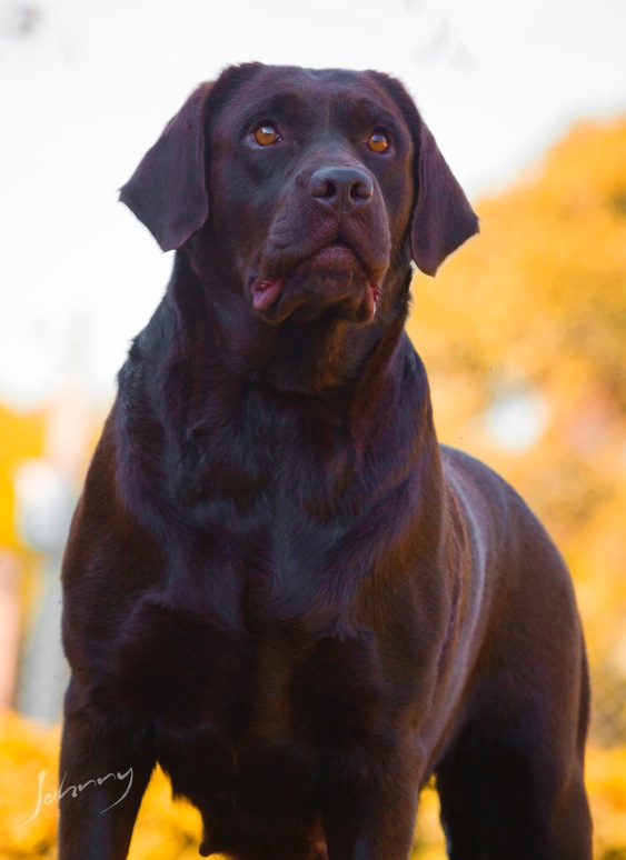 Matrizes Mônaco Labrador