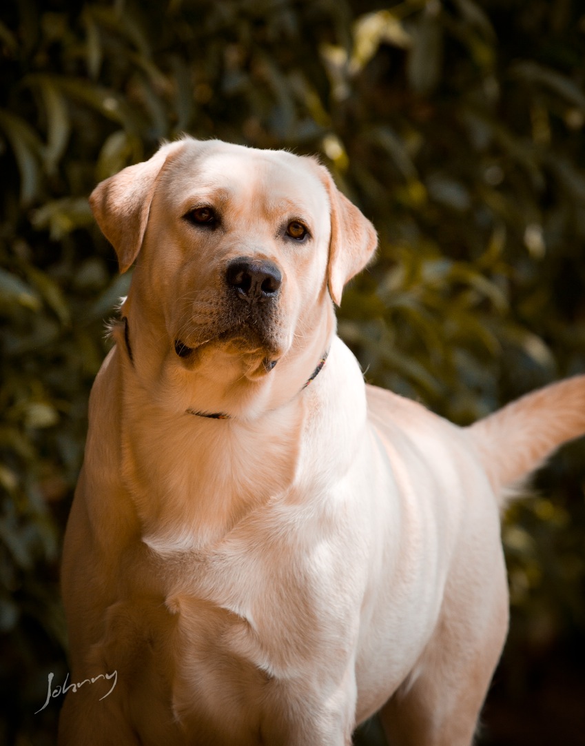 Padreadores Mônaco Labrador