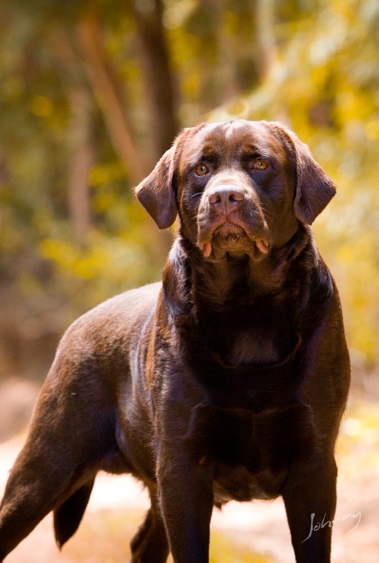 Padreadores Monaco Labrador