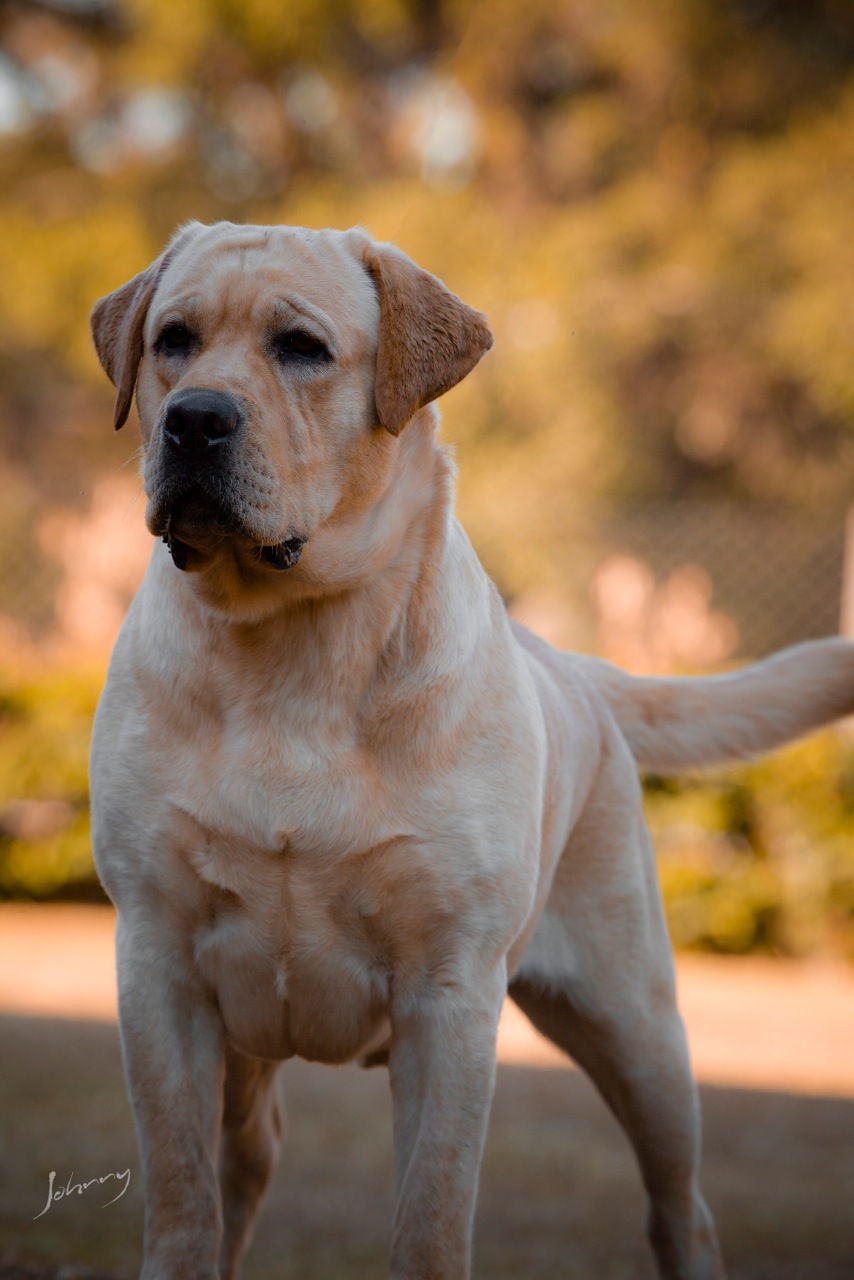 Padreadores Monaco Labrador